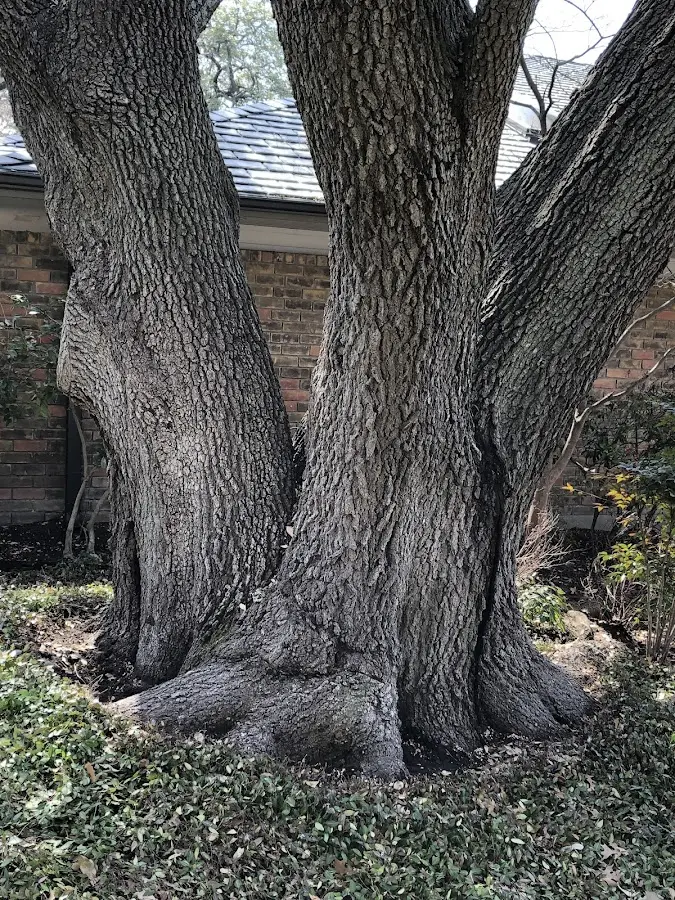 Mature heritage tree close to a Windham property cared for by certified arborists
